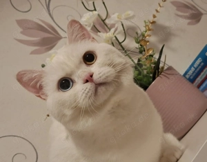 BKH Deckkater mit Erfahrung 