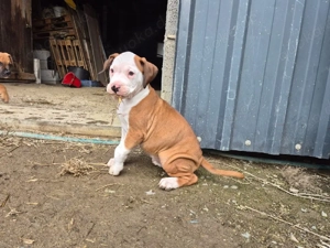 Boxer x Staffi Welpen