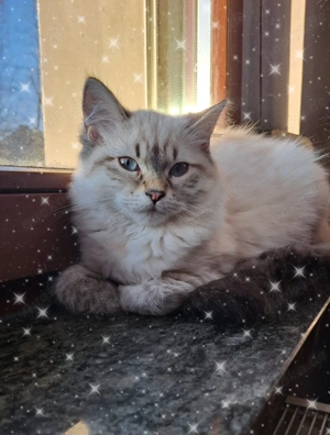 Neva Masquarade Kätzchen 