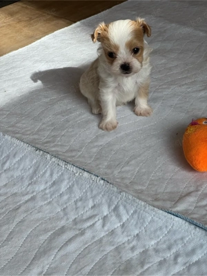 zuckersüsse Bolonka zwetna welpen