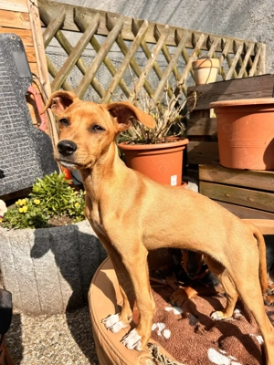 Maja und ihr Bruder Flip suchen ihre Familien