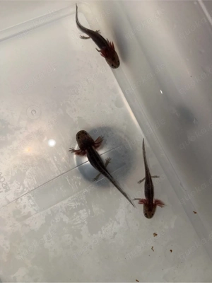 wildlinge axolotl 1 stück
