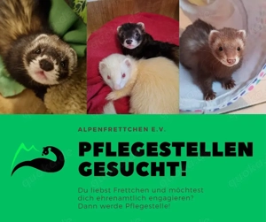 Frettchen Pflegestellen gesucht