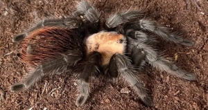 brachypelma albiceps inkl terrarium 