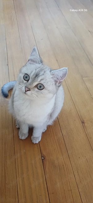 Wunderschöner British Kurzhaar Katerchen mit blauen Augen