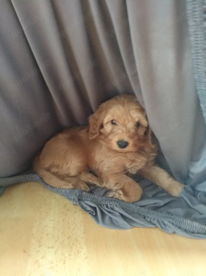 Zwergpudel Teckel Dackel Mix Welpen