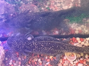 Axolotl zu vergeben  Bild 5