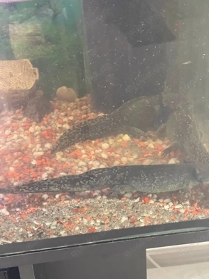 Axolotl zu vergeben  Bild 2