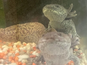 Axolotl zu vergeben  Bild 7