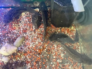 Axolotl zu vergeben  Bild 3