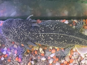 Axolotl zu vergeben  Bild 6