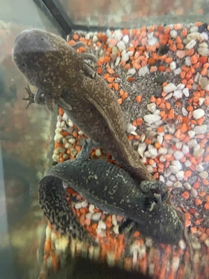 Axolotl zu vergeben  Bild 4