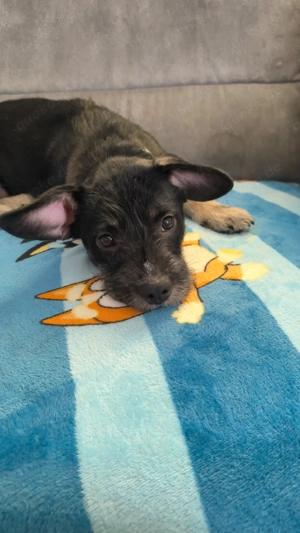 junghündin sucht noch ein Zuhause 