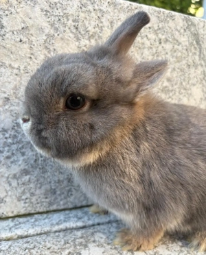 Junge Farbenzwerg Häsin 4 Monate Jungtier Zwerge Zwergkaninchen Kaninchen Hase Emsdetten Minizwerge