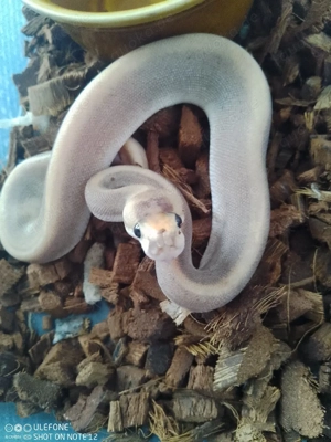 Cinnamon Ghost Champagne 0.1 zu Verkaufen 