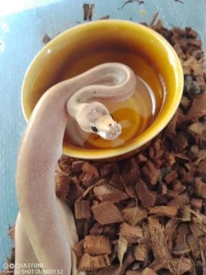 Cinnamon Ghost Champagne 1.0 zu Verkaufen  Bild 3