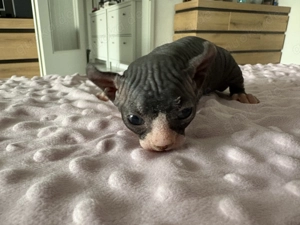 Sphinx -Kitten (Elf -Sphinx)