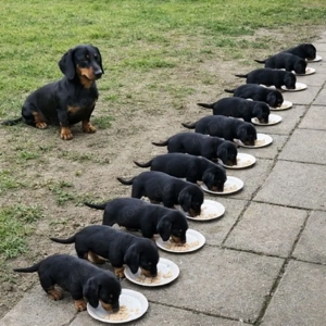 Dackel Jungs 