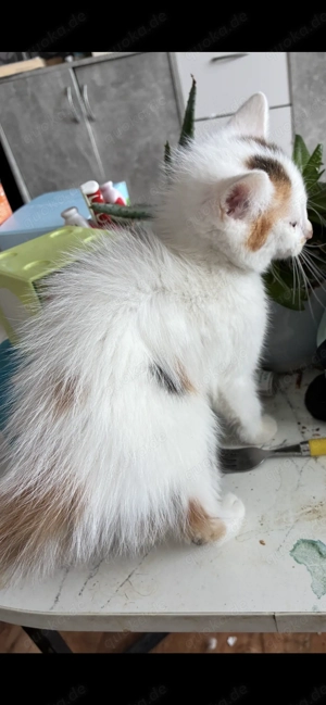 Süßes Mix Kätzchen 13 Wochen 