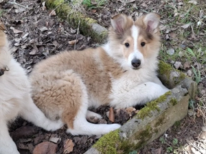 Erzieher für kleine Colliewelpen gesucht
