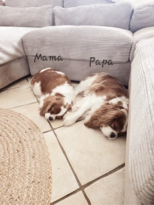 Cavalier King Charles Wurfankündigung 