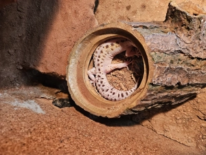 Leopardgeckos mit Terrarium