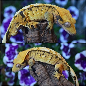 1.0 Kronengecko Yellow Extrem Harlequin 