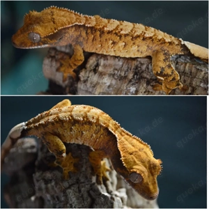 0.0.1 Kronengecko Extrem Harlequin 