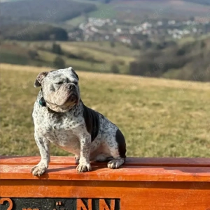 Toller rüde sucht ein zuhause 