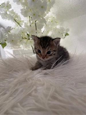 2 bezaubernde Baby Kätzchen suchen bald liebvolles Zuhause  