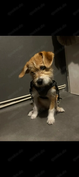 Shih-tzu Jacke Russel 