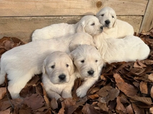 Golden Retriever Welpen 