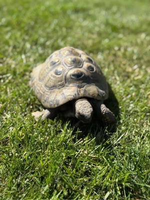 Griechische Landschildkröten