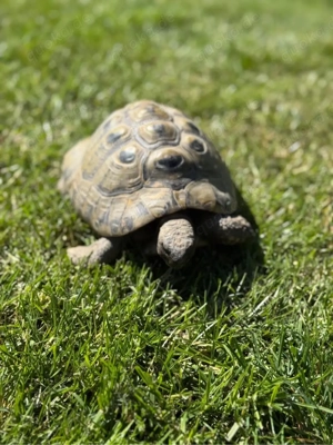 Griechische Landschildkröten 