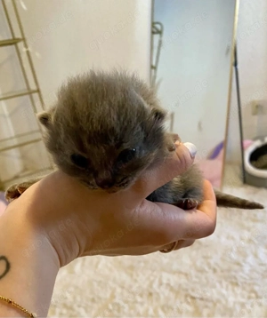 letztes BKH Katerchen mit Stammbaum 