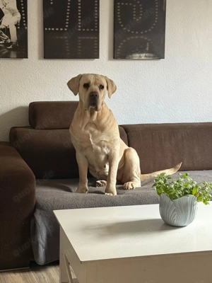 Cano Corso Weibchen 5 Jahre alt 