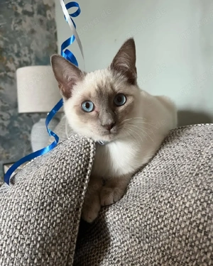    Traumhafte Siamese Kätzchen   Schnell sichern