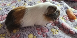 Meerschweinchenböcke