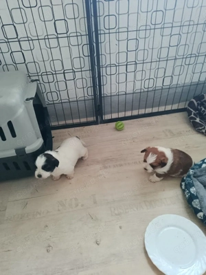 Westhighland Biewer Yorkshire Welpen