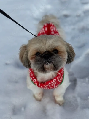 Shih Tzu Deckrüde sucht eine Hundedame 