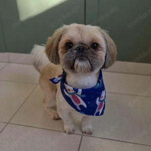 Shih Tzu Deckrüde sucht eine Hundedame 