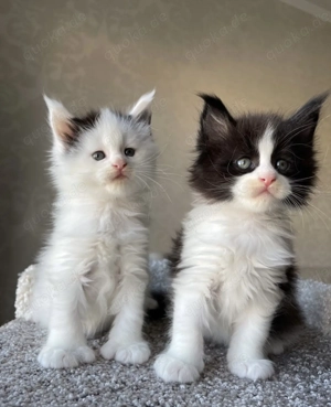 Liebevolle Maine Coon-Kätzchen zu verkaufen