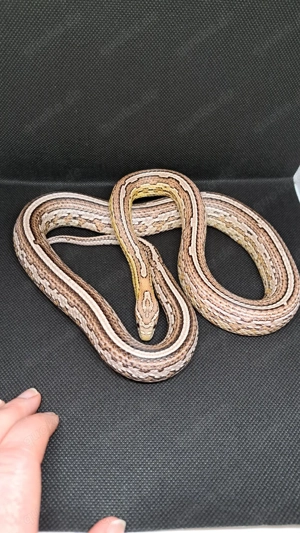 Kornnatter Weibchen Andromeda 