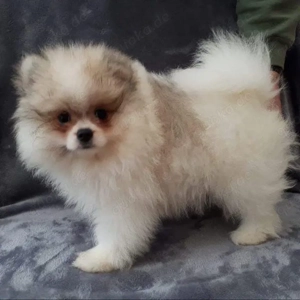 Pomeranian-Welpen suchen ein neues Zuhause