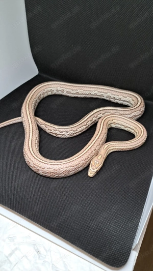 Kornnatter Weibchen Kali 