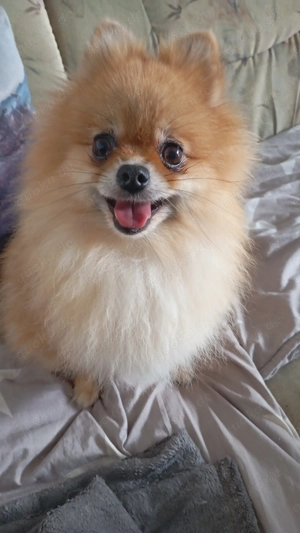 Hallo ich suche noch ein schönes Zuhause 