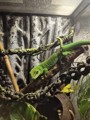 Großer Madagaskar Taggecko (Phelsuma grandis) mit Terrarium abzugeben