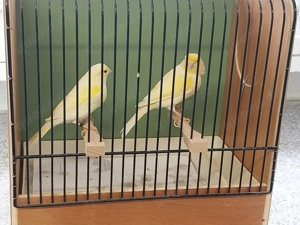 Kanarienvögel gelb Mosaik