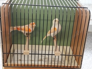 Kanarienvögel rot Mosaik