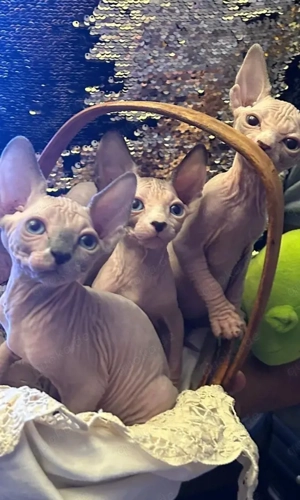 Reinrassige Sphynx-Kätzchen